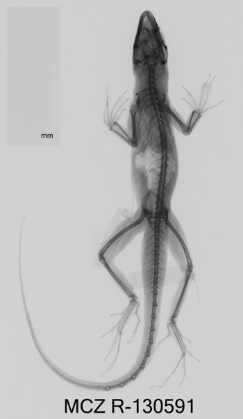 Media type: image;   Herpetology R-130591 Aspect: dorsoventral x-ray